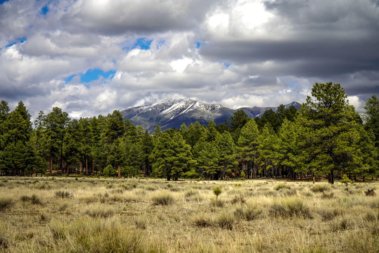 Snow on the San Francisco Peaks above a ponderosa pine forest and open grassland near Flagstaff