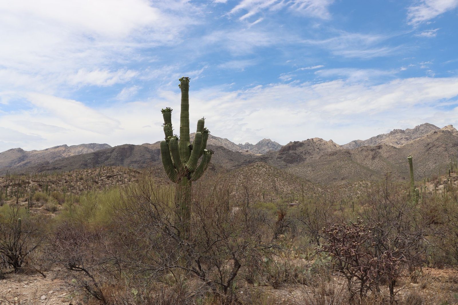 A tall saguaro cactus in the Sonoran Desert outside Tucson, with the Santa Catalina Mountains behind it