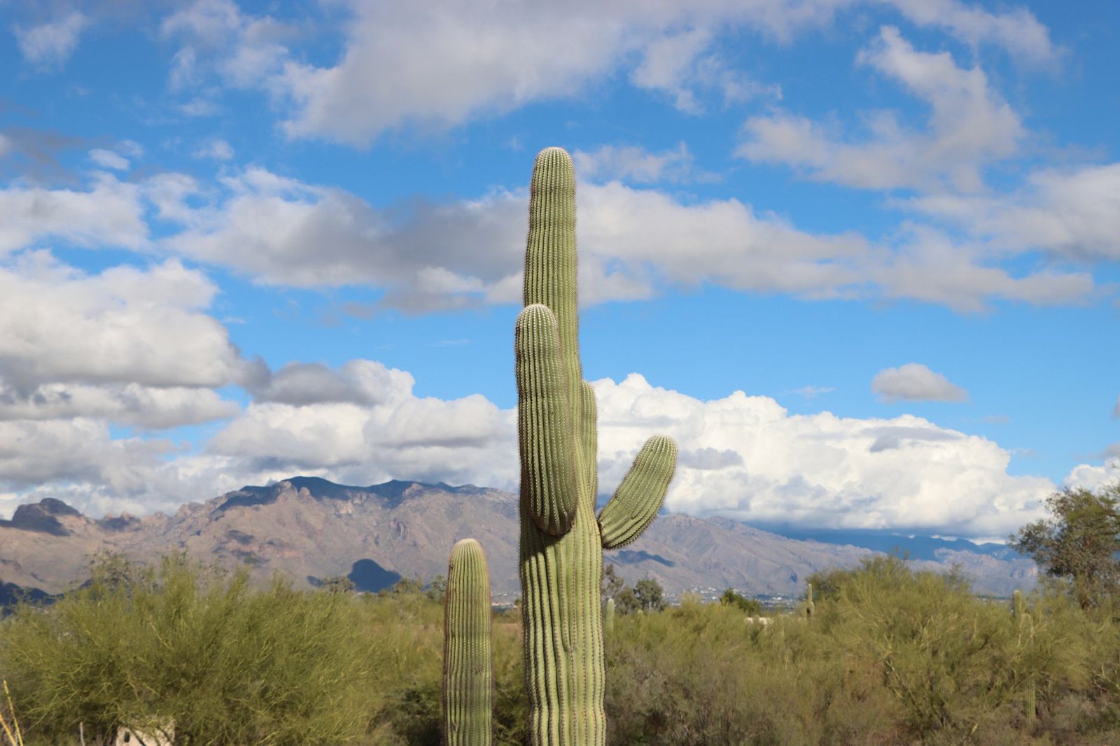 A tall saguaro cactus in the Sonoran Desert with the Santa Catalina Mountains behind it near Tucson, Arizona