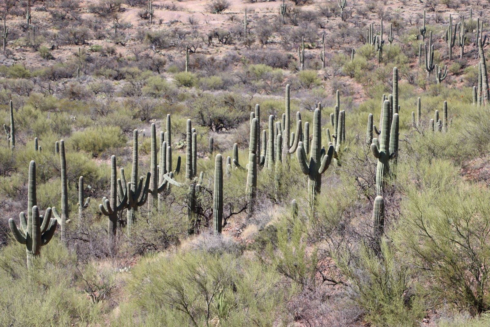 A hillside of saguaro cactus and desert brush in the Sonoran Desert near Vail, southeast of Tucson, Arizona