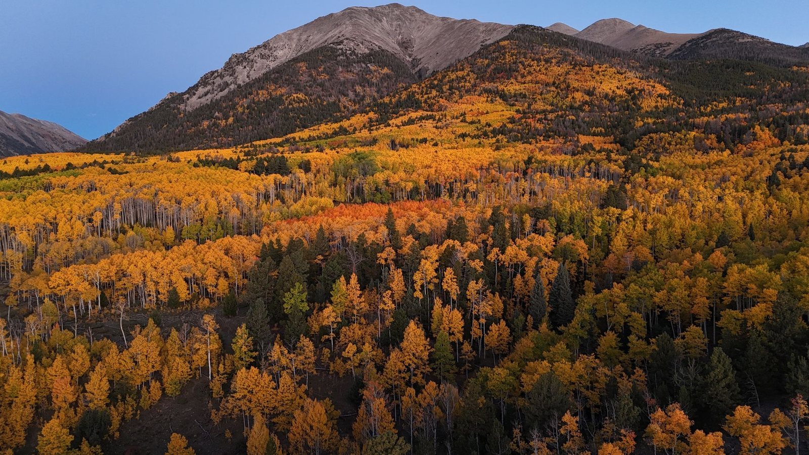 Aspen groves in full fall color climbing toward a bare Colorado peak at dusk