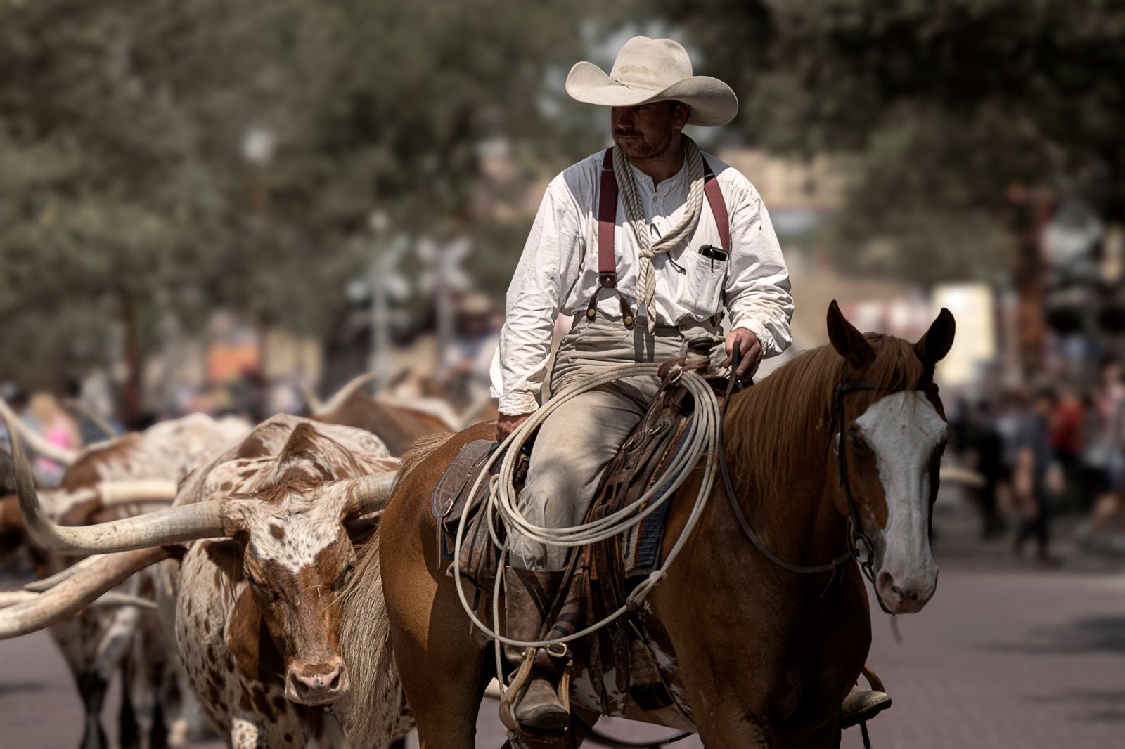 A cowboy on horseback with a rope beside longhorn cattle during a street cattle drive