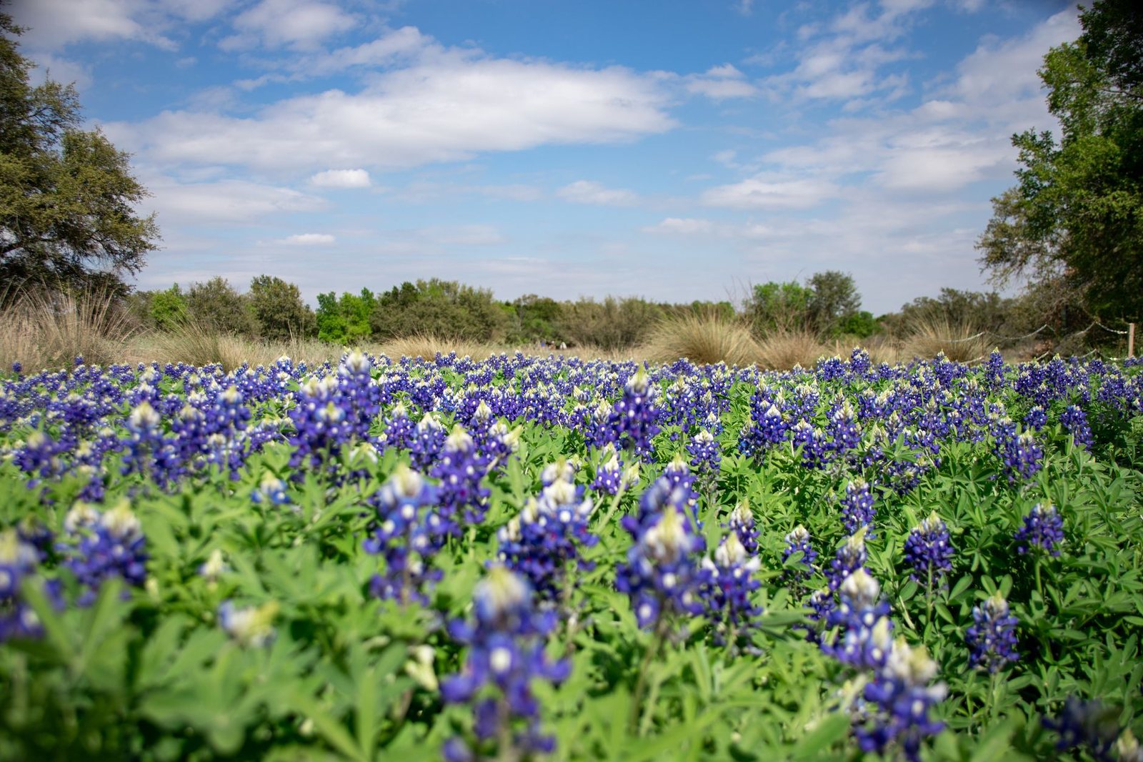 A field of Texas bluebonnets in bloom under a blue spring sky, with oaks and brush behind it